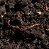 compost, earthworm, worm-7006499.jpg