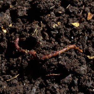 compost, earthworm, worm-7006499.jpg