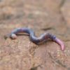 earthworm, animal, ground-6221491.jpg