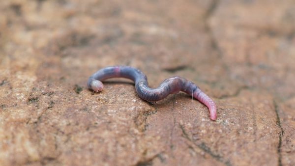 earthworm, animal, ground-6221491.jpg